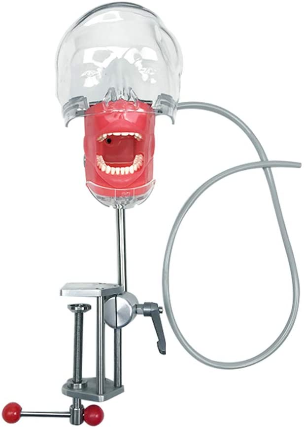 Manequim dental para montagem em bancada treinamento de ensino de cabeça fantasma Ajuste de 360 graus
