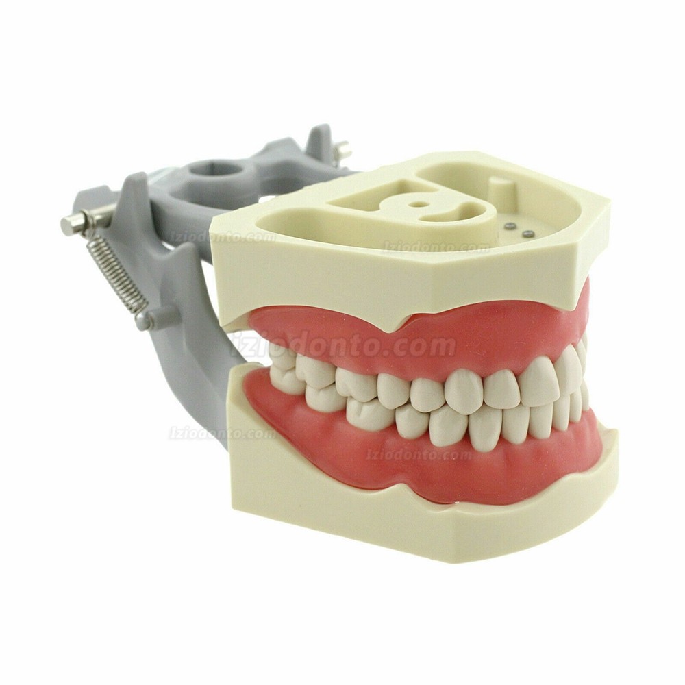 Montagem de banco Simulador de Paciente Odontológico Cabeça de Manequim Typodont Compatível com Nissin Kilgore