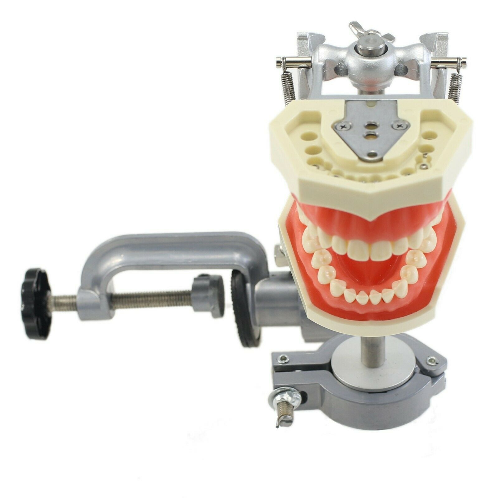 Dental Typodont com poste de montagem com modelo 28pcsTeeth compatível com o Kilgore Nissin 200
