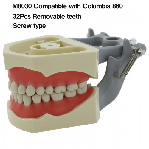 Dental restaurador Typodont modelo 32pcs dentes M8030 compatível com Columbia 860