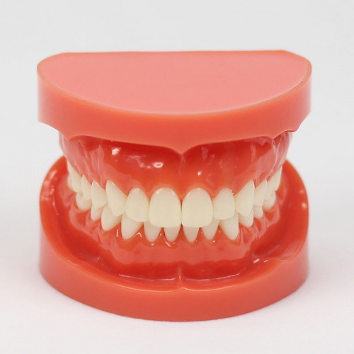 Modelo de Dente Ensinar Estudo Adulto Padrão Typodont Modelo de Demonstração1: 1