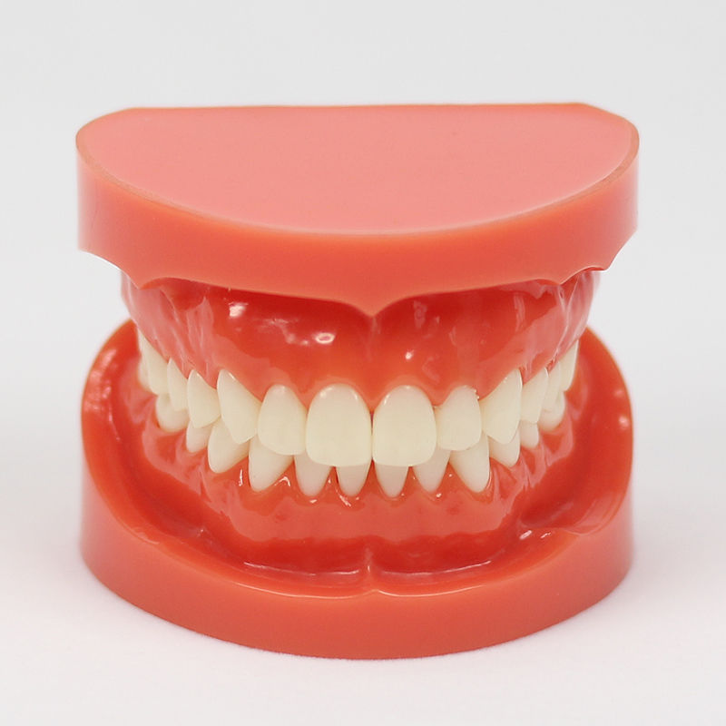 Modelo de Dente Ensinar Estudo Adulto Padrão Typodont Modelo de Demonstração1: 1