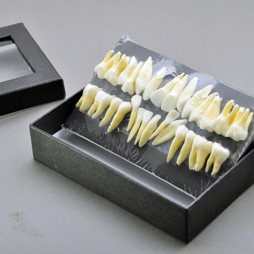 Dentes de modelo dentário de 28 unidades modelo 1: 1 dentes permanentes completos 7008