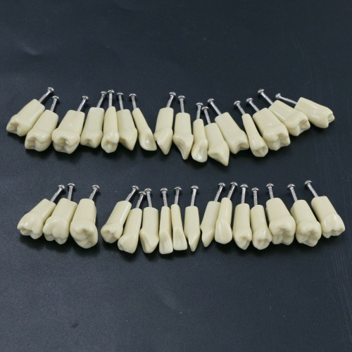 Dental Typodont Modelo de simulação padrão restaurador com dentes removíveis 32PCS compatível com Frasaco AG3