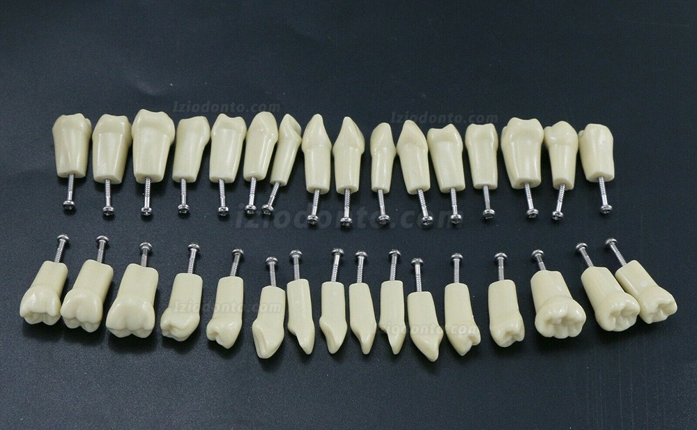 Dental Typodont Modelo de simulação padrão restaurador com dentes removíveis 32PCS compatível com Frasaco AG3