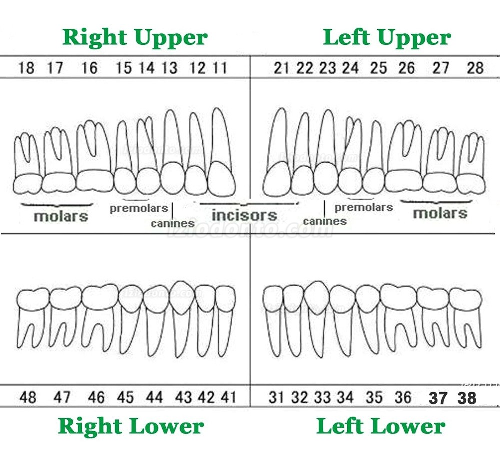 Dental Typodont Modelo de simulação padrão restaurador com dentes removíveis 32PCS compatível com Frasaco AG3