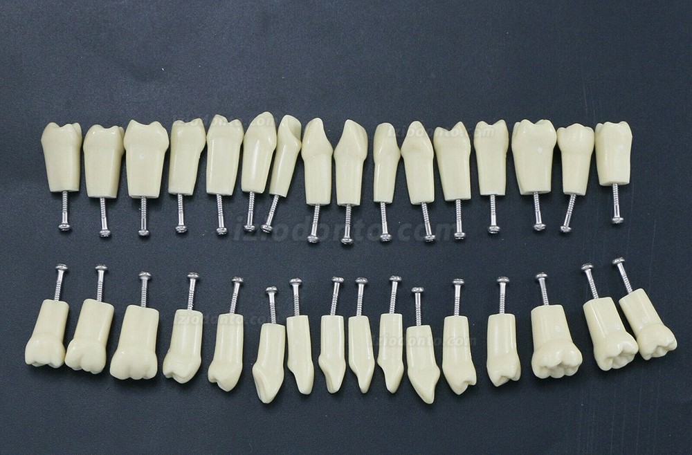 Dental Typodont Modelo de simulação padrão restaurador com dentes removíveis 32PCS compatível com Frasaco AG3