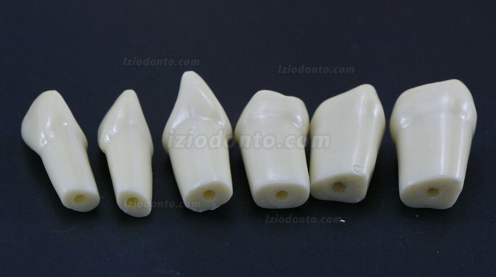 Dental Typodont Modelo de simulação padrão restaurador com dentes removíveis 32PCS compatível com Frasaco AG3