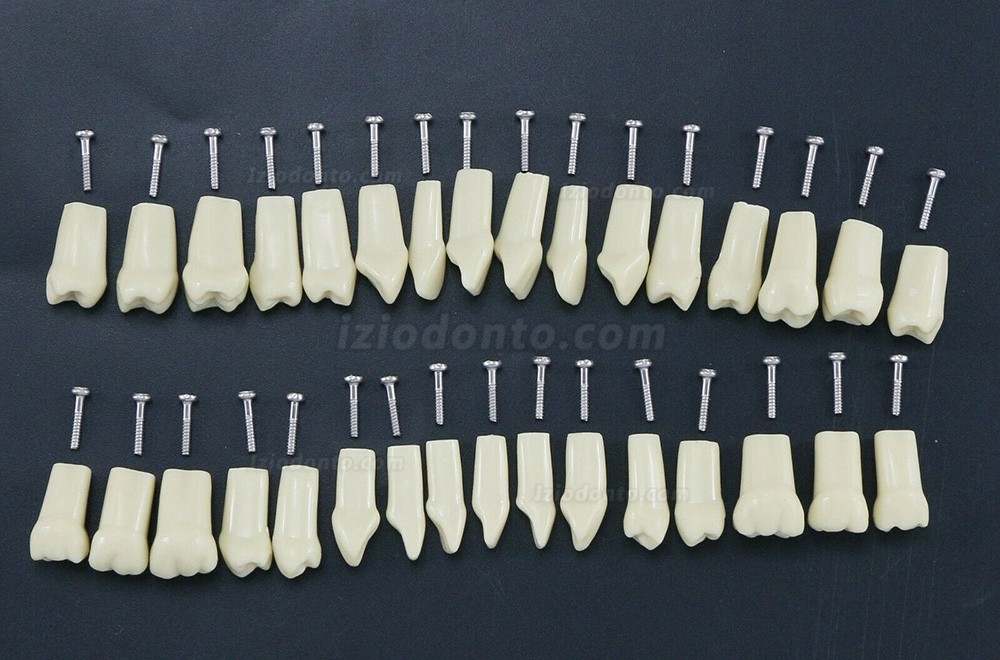 Dental Typodont Modelo de simulação padrão restaurador com dentes removíveis 32PCS compatível com Frasaco AG3