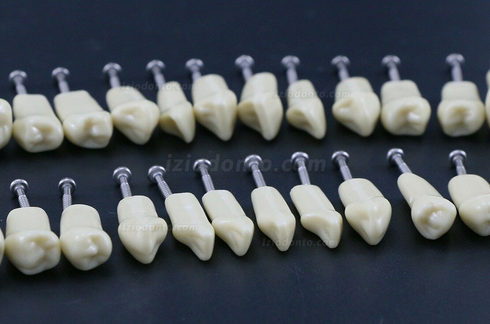 Dental Typodont Modelo de simulação padrão restaurador com dentes removíveis 32PCS compatível com Frasaco AG3