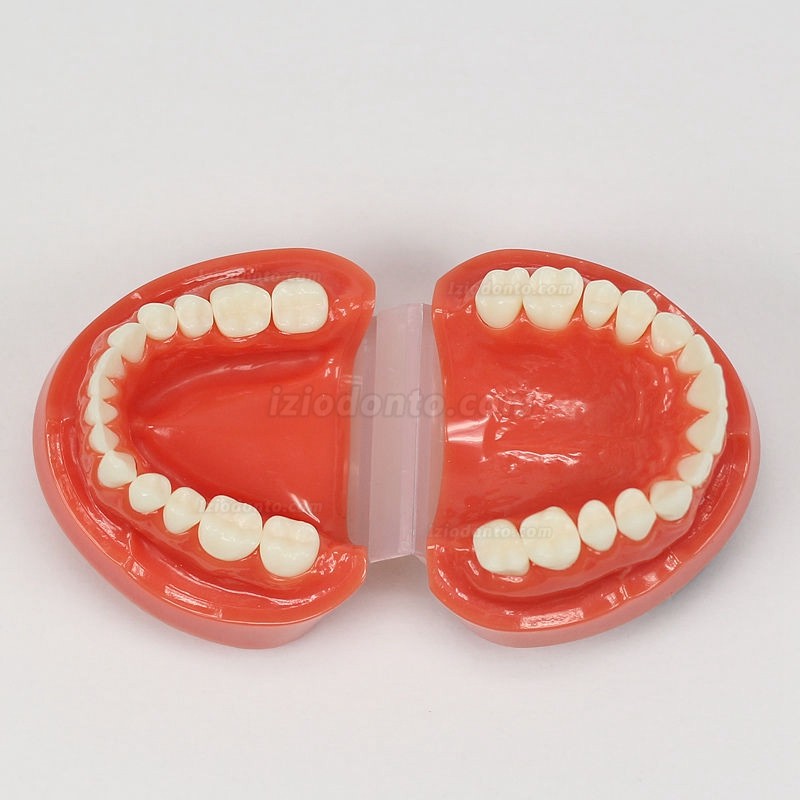 Modelo de Dente Ensinar Estudo Adulto Padrão Typodont Modelo de Demonstração1: 1