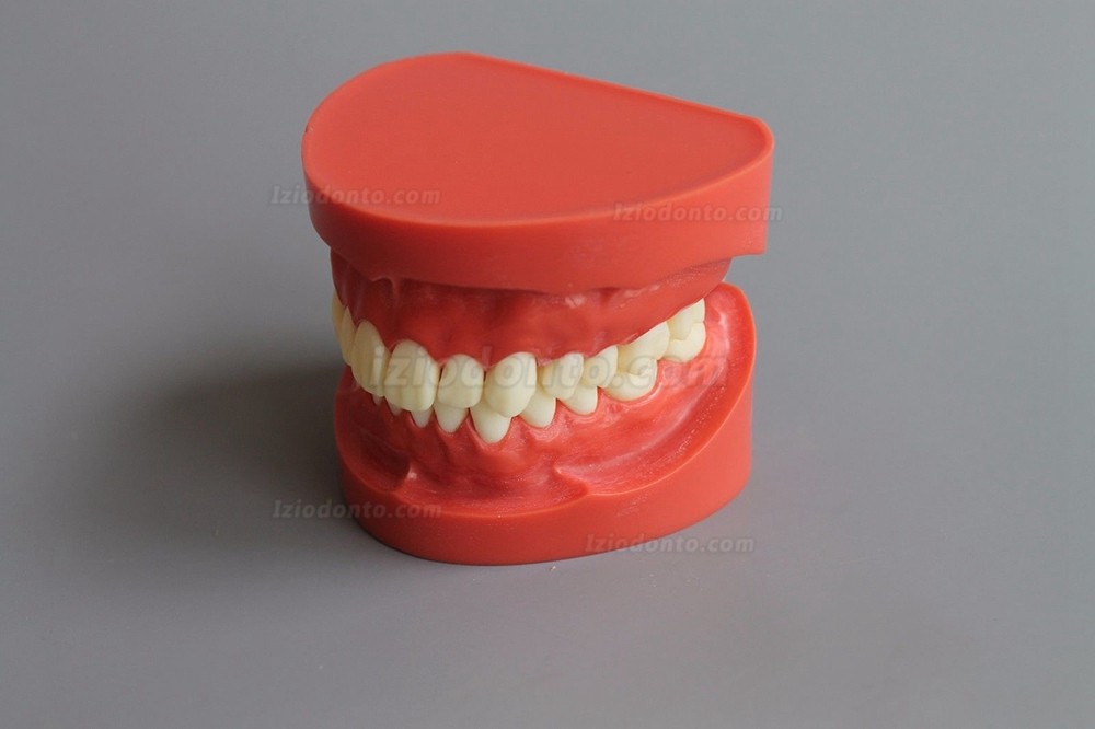 Modelo de Dente Ensinar Estudo Adulto Padrão Typodont Modelo de Demonstração1: 1