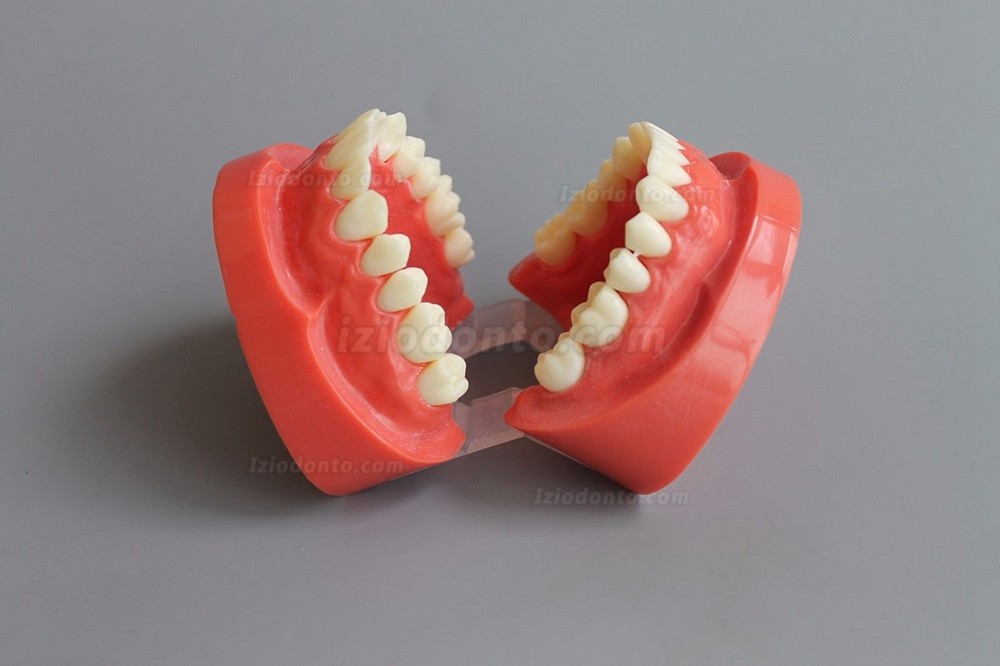 Modelo de Dente Ensinar Estudo Adulto Padrão Typodont Modelo de Demonstração1: 1