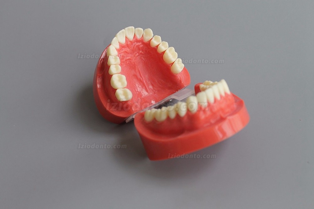 Modelo de Dente Ensinar Estudo Adulto Padrão Typodont Modelo de Demonstração1: 1