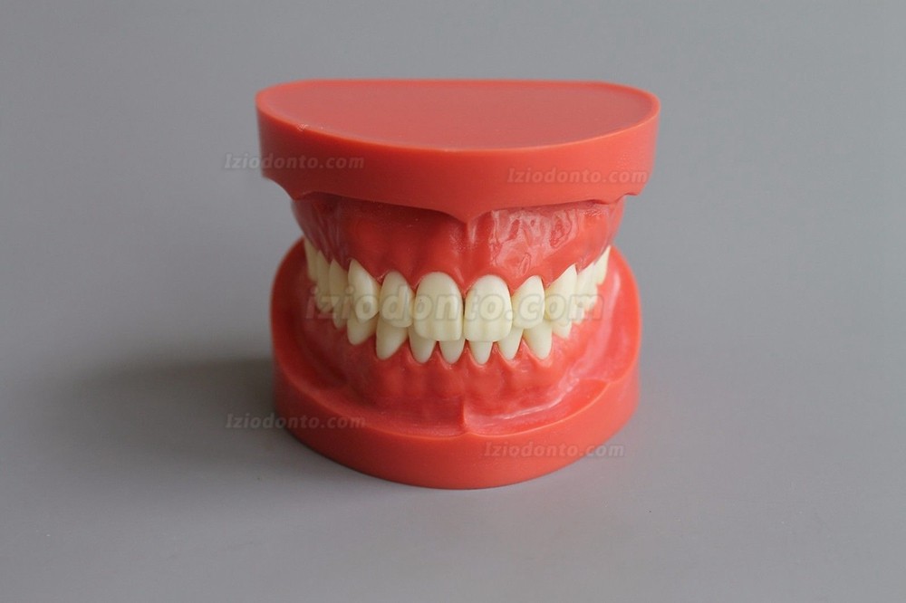 Modelo de Dente Ensinar Estudo Adulto Padrão Typodont Modelo de Demonstração1: 1