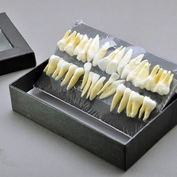 Dentes de modelo dentário de 28 unidades modelo 1: 1 dentes permanentes completos 7008