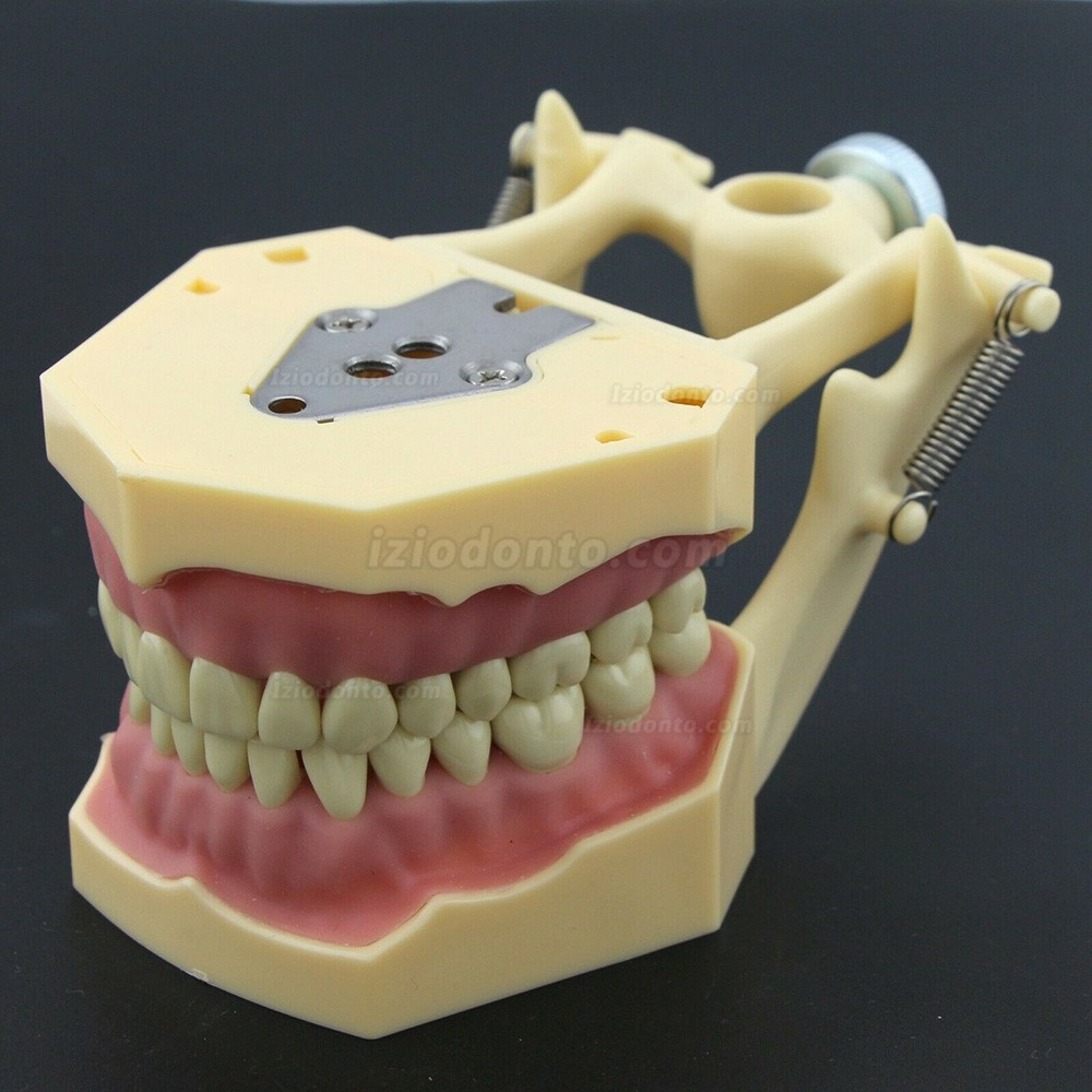 Simulação de cirurgia de restauração dentária Typodont Modelo M8014-2 Simulação de cirurgia de restauração dentária Typodont Modelo M8014-2