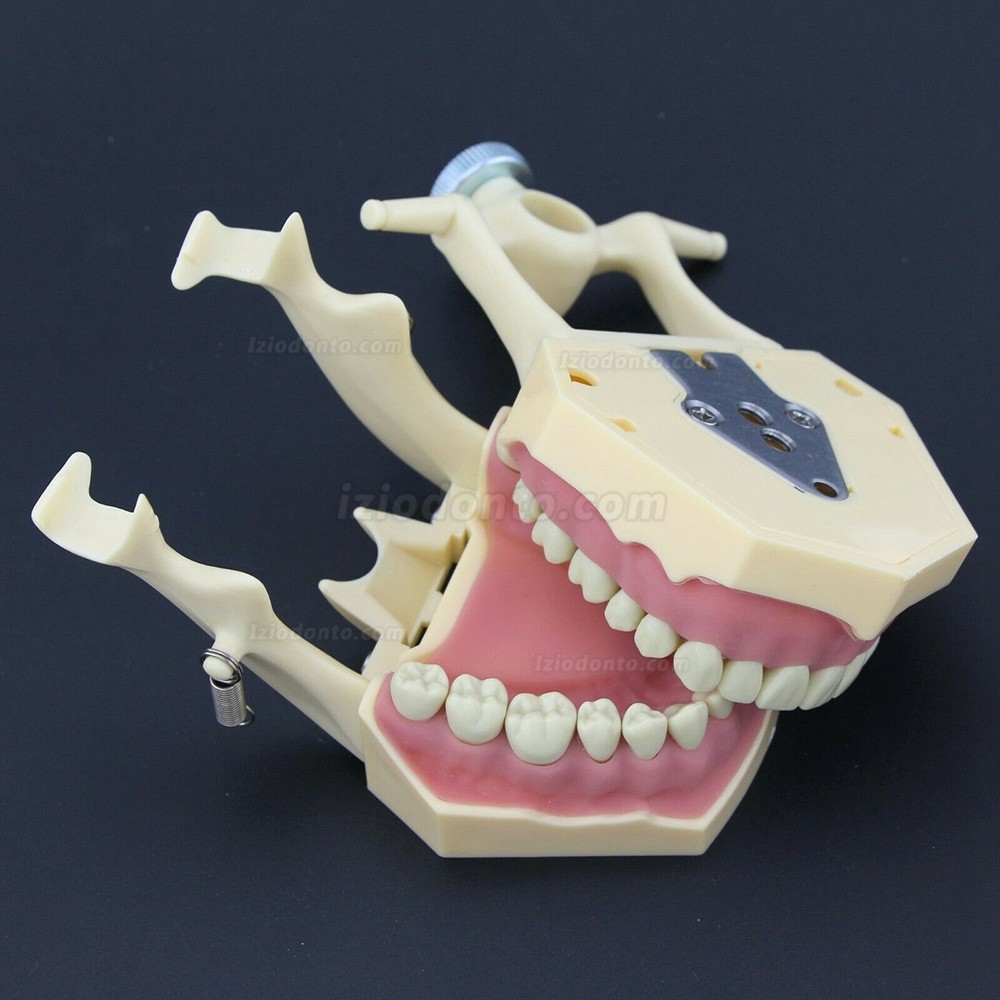 Simulação de cirurgia de restauração dentária Typodont Modelo M8014-2 Simulação de cirurgia de restauração dentária Typodont Modelo M8014-2