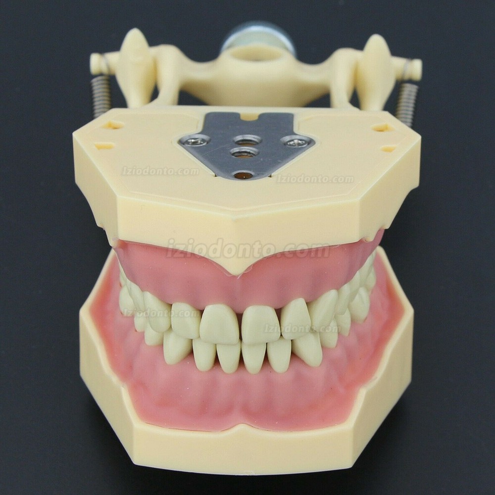 Simulação de cirurgia de restauração dentária Typodont Modelo M8014-2 Simulação de cirurgia de restauração dentária Typodont Modelo M8014-2