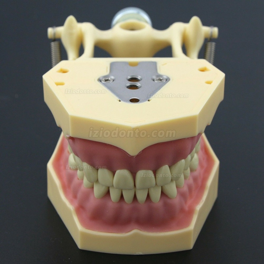 Simulação de cirurgia de restauração dentária Typodont Modelo M8014-2 Simulação de cirurgia de restauração dentária Typodont Modelo M8014-2