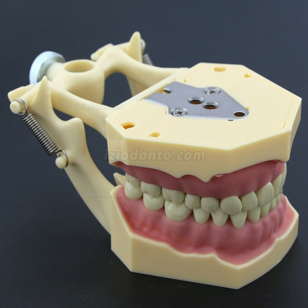 Simulação de cirurgia de restauração dentária Typodont Modelo M8014-2 Simulação de cirurgia de restauração dentária Typodont Modelo M8014-2