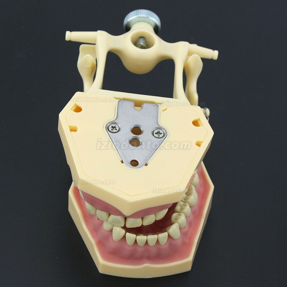 Simulação de cirurgia de restauração dentária Typodont Modelo M8014-2 Simulação de cirurgia de restauração dentária Typodont Modelo M8014-2
