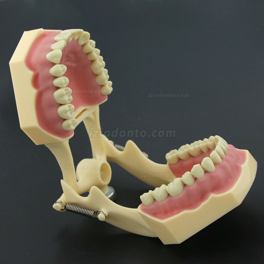 Simulação de cirurgia de restauração dentária Typodont Modelo M8014-2 Simulação de cirurgia de restauração dentária Typodont Modelo M8014-2