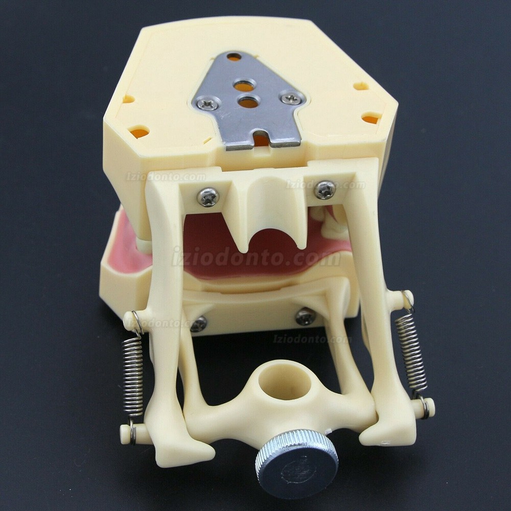 Simulação de cirurgia de restauração dentária Typodont Modelo M8014-2 Simulação de cirurgia de restauração dentária Typodont Modelo M8014-2