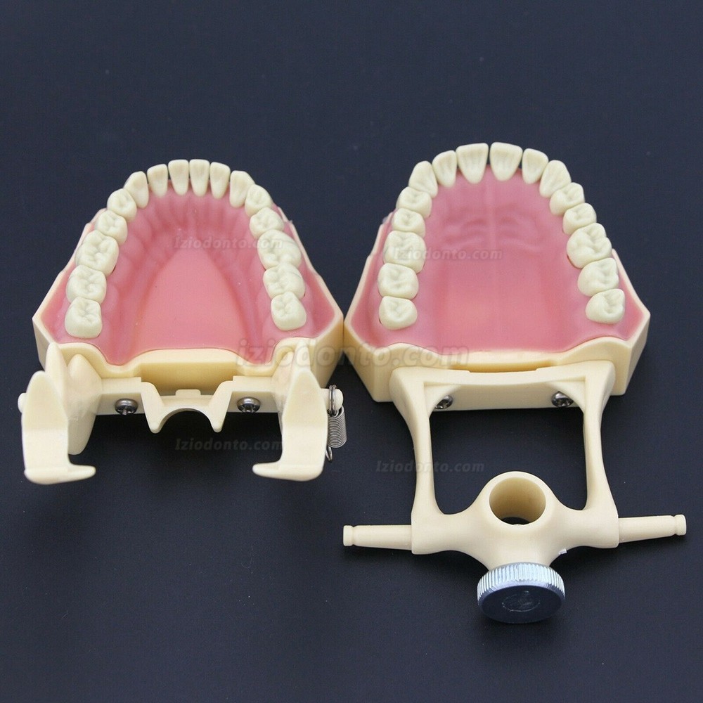 Simulação de cirurgia de restauração dentária Typodont Modelo M8014-2 Simulação de cirurgia de restauração dentária Typodont Modelo M8014-2
