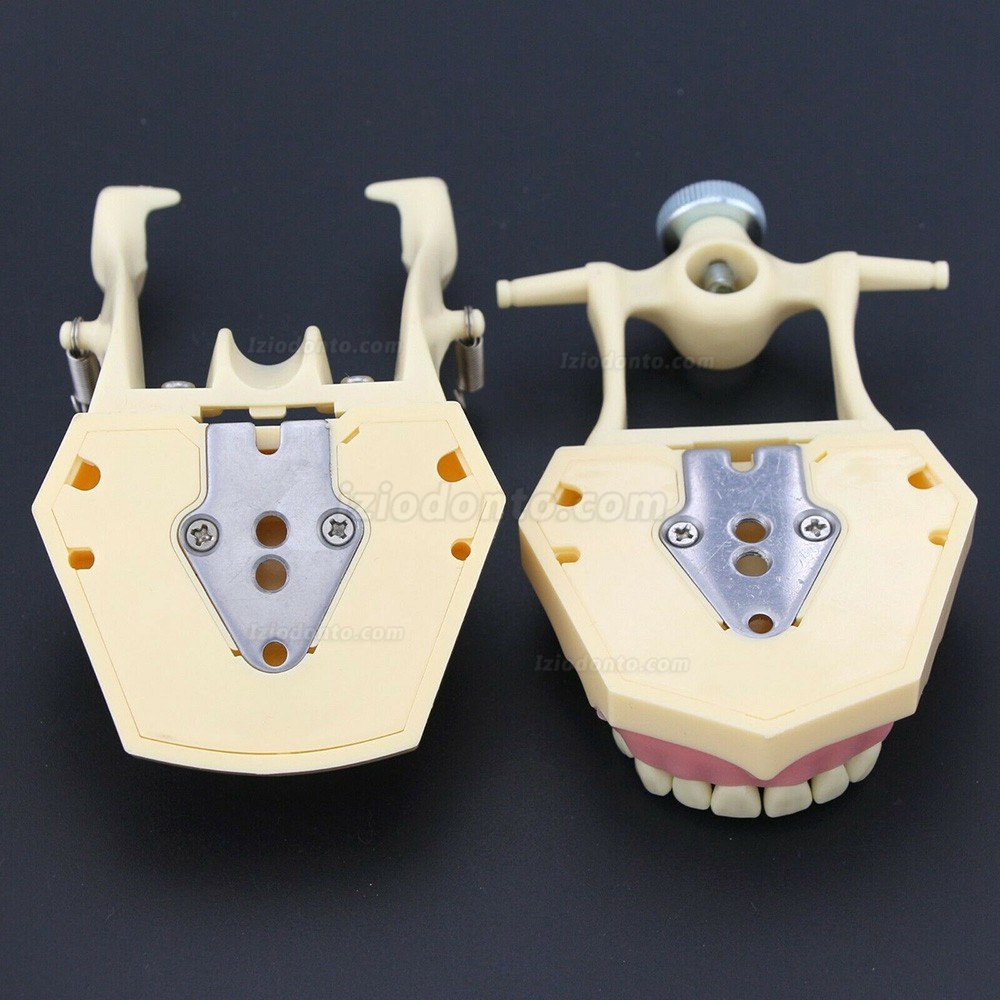 Simulação de cirurgia de restauração dentária Typodont Modelo M8014-2 Simulação de cirurgia de restauração dentária Typodont Modelo M8014-2