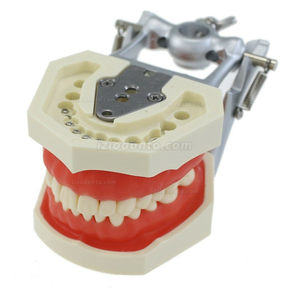 Dental Typodont com poste de montagem com modelo 28pcsTeeth compatível com o Kilgore Nissin 200