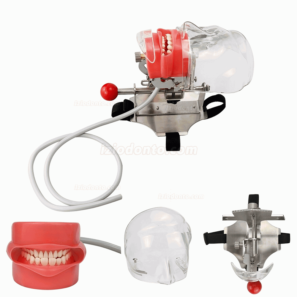 Manequim cabeca manequim odontologico para apoio de cabeça de cadeira typodont compatível com Nissin Kilgore / Frasaco